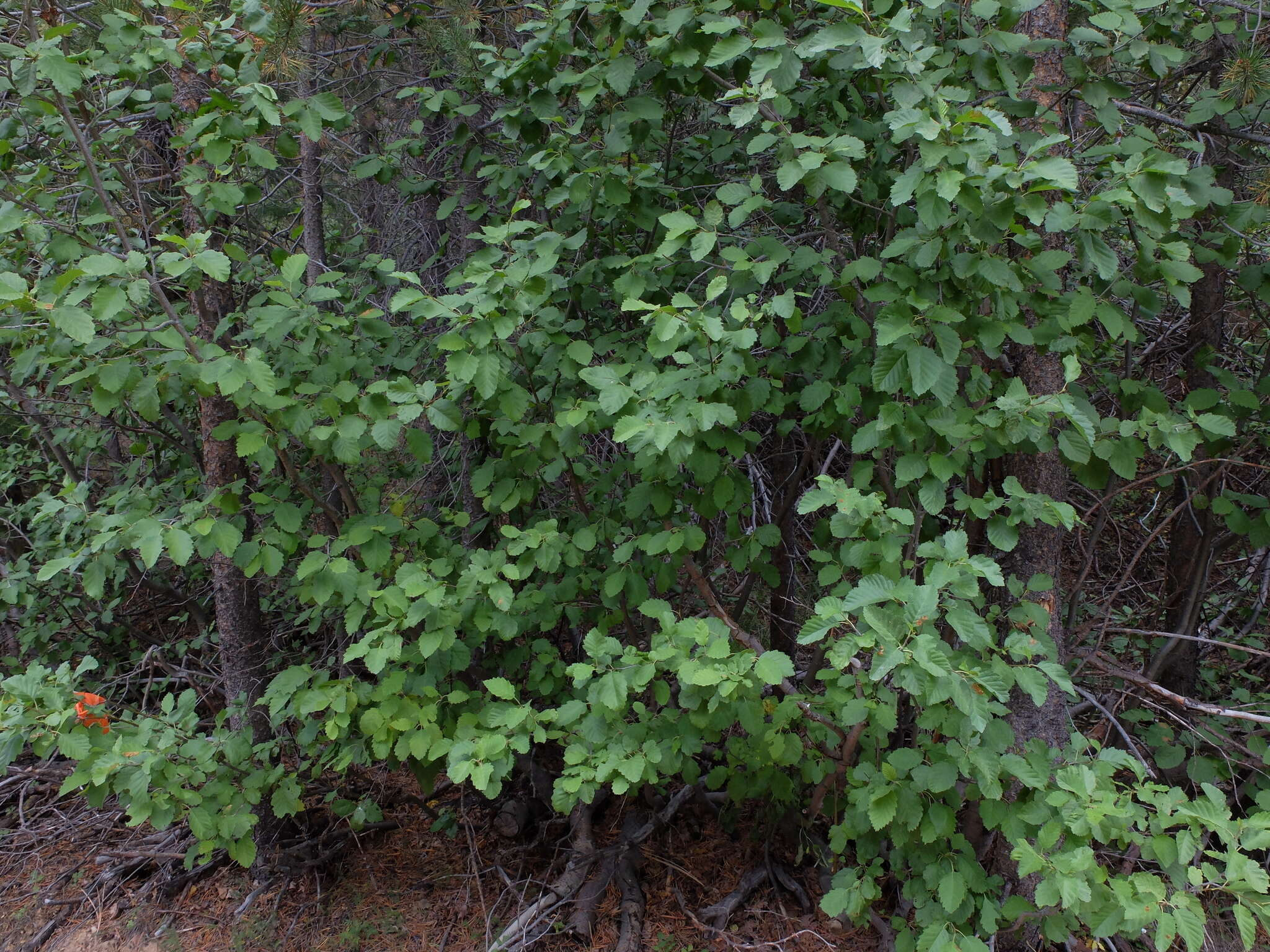 Image of thinleaf alder