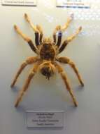 Image of Bahia Scarlet Tarantula