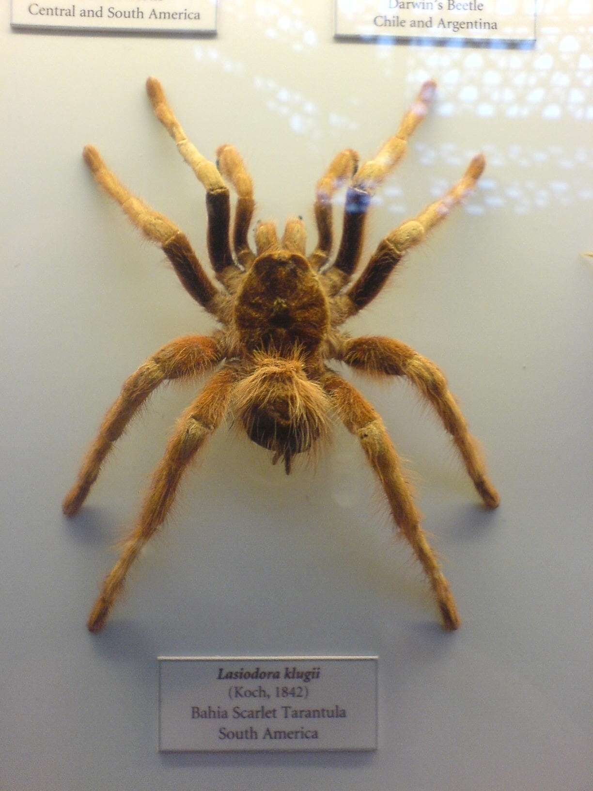 Image of Bahia Scarlet Tarantula