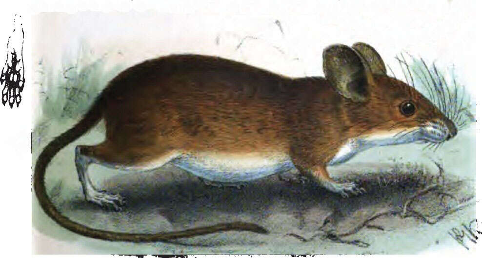 Image of Yellow-necked Field Mouse
