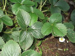 Image of beach strawberry