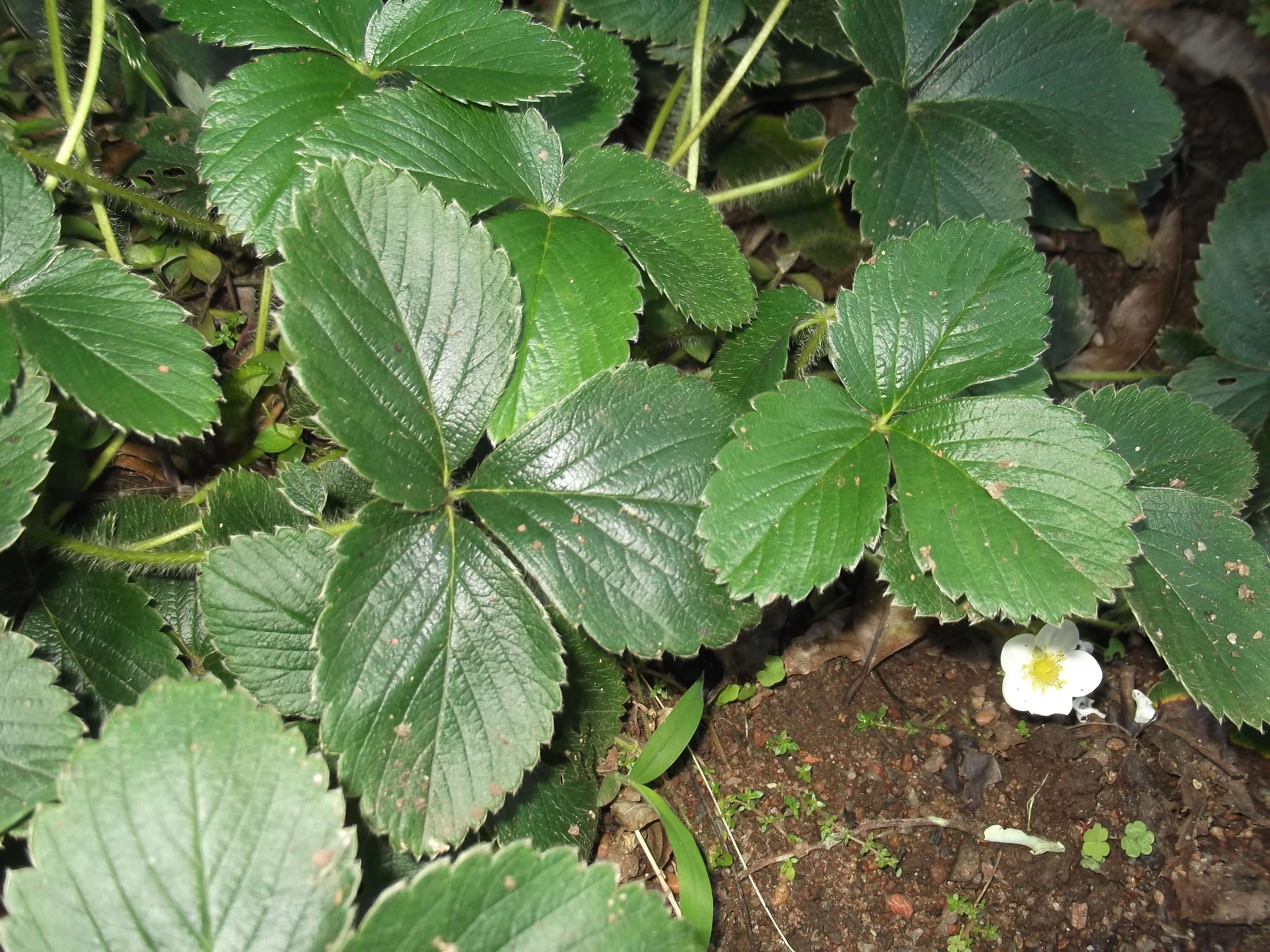 Image of beach strawberry