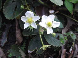 Image of beach strawberry