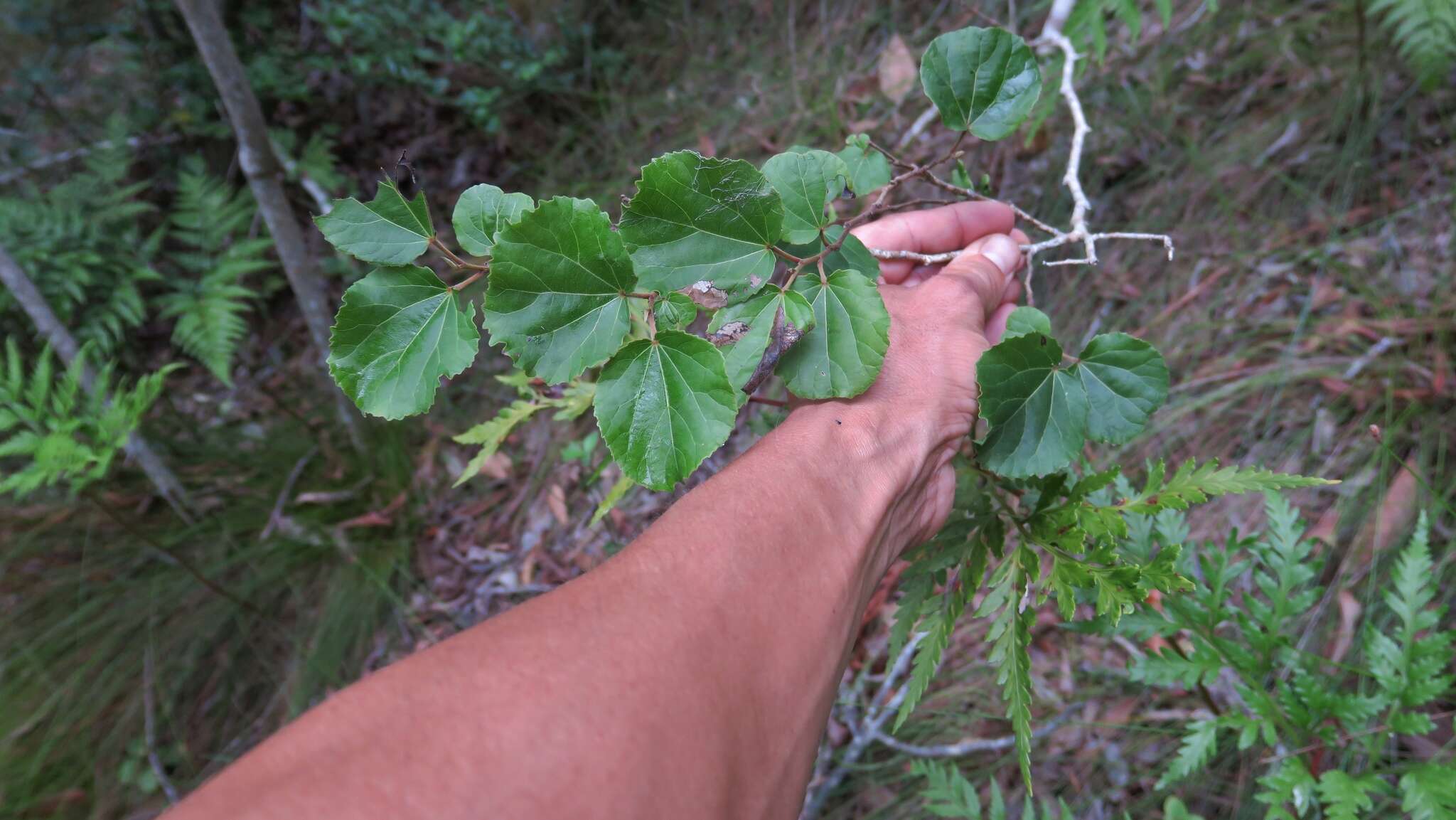 Image of Mulberry leaf