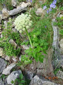 Image of Angelica saxatilis Turcz. ex Ledeb.