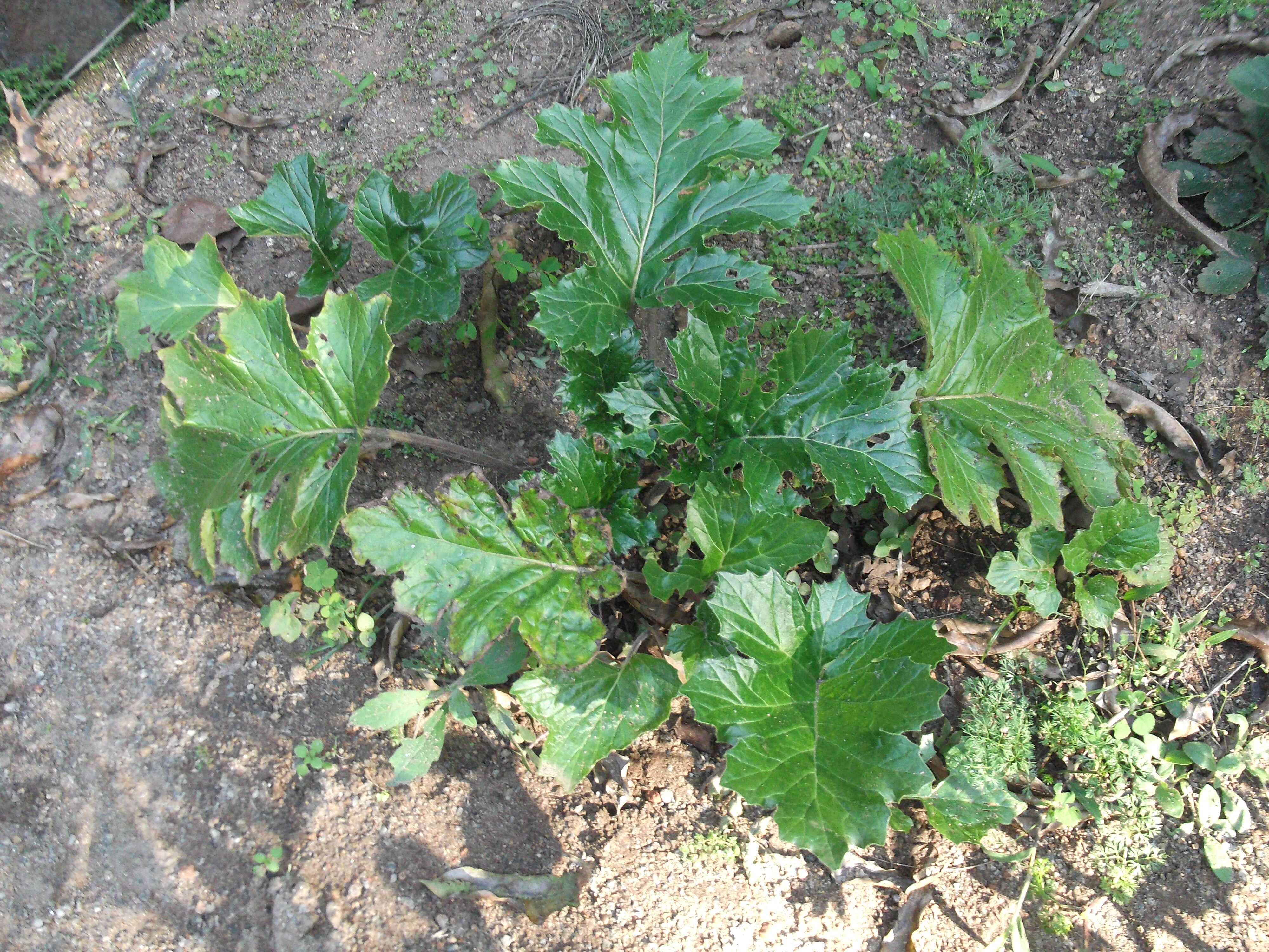 Imagem de Acanthus mollis L.