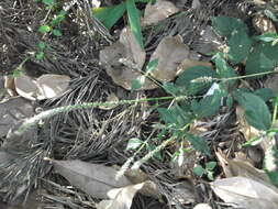 Image of Chaff-flower