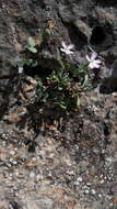 Image of Petrocoptis glaucifolia (Lag.) Pau