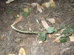 Image of Chaff-flower