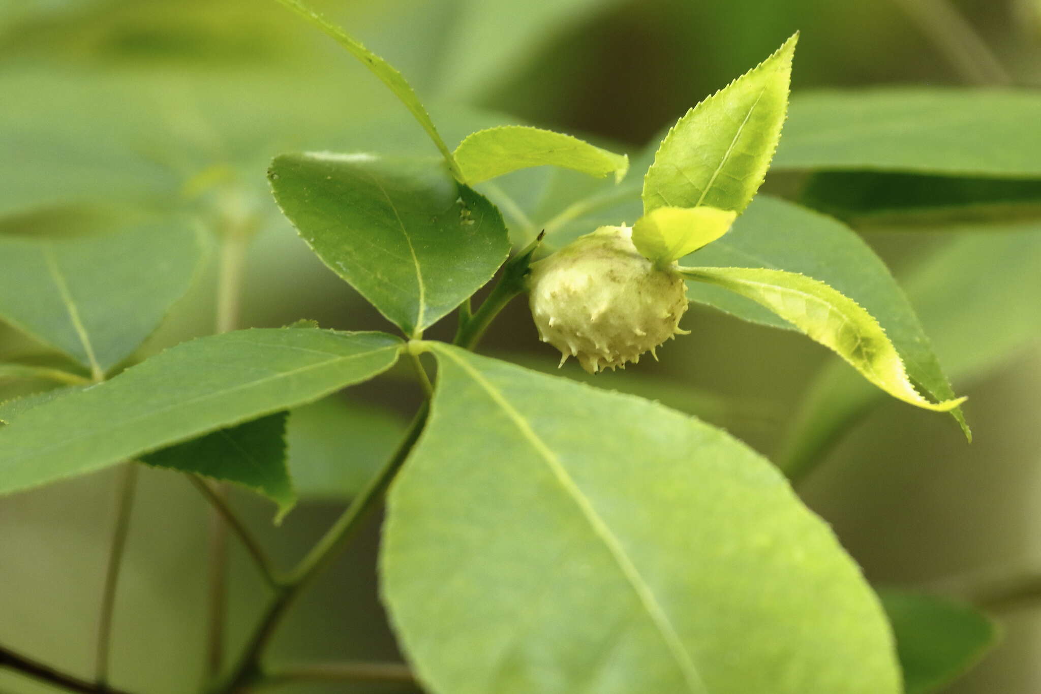 Phylloxera spinosa (Shimer 1869)的圖片