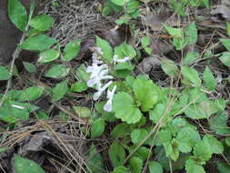 Image de Plectranthus verticillatus (L. fil.) Druce