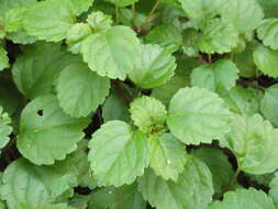 Image de Plectranthus verticillatus (L. fil.) Druce