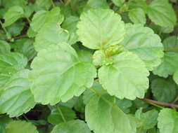 Image de Plectranthus verticillatus (L. fil.) Druce