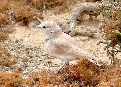 Ammomanopsis grayi grayi (Wahlberg 1855) resmi