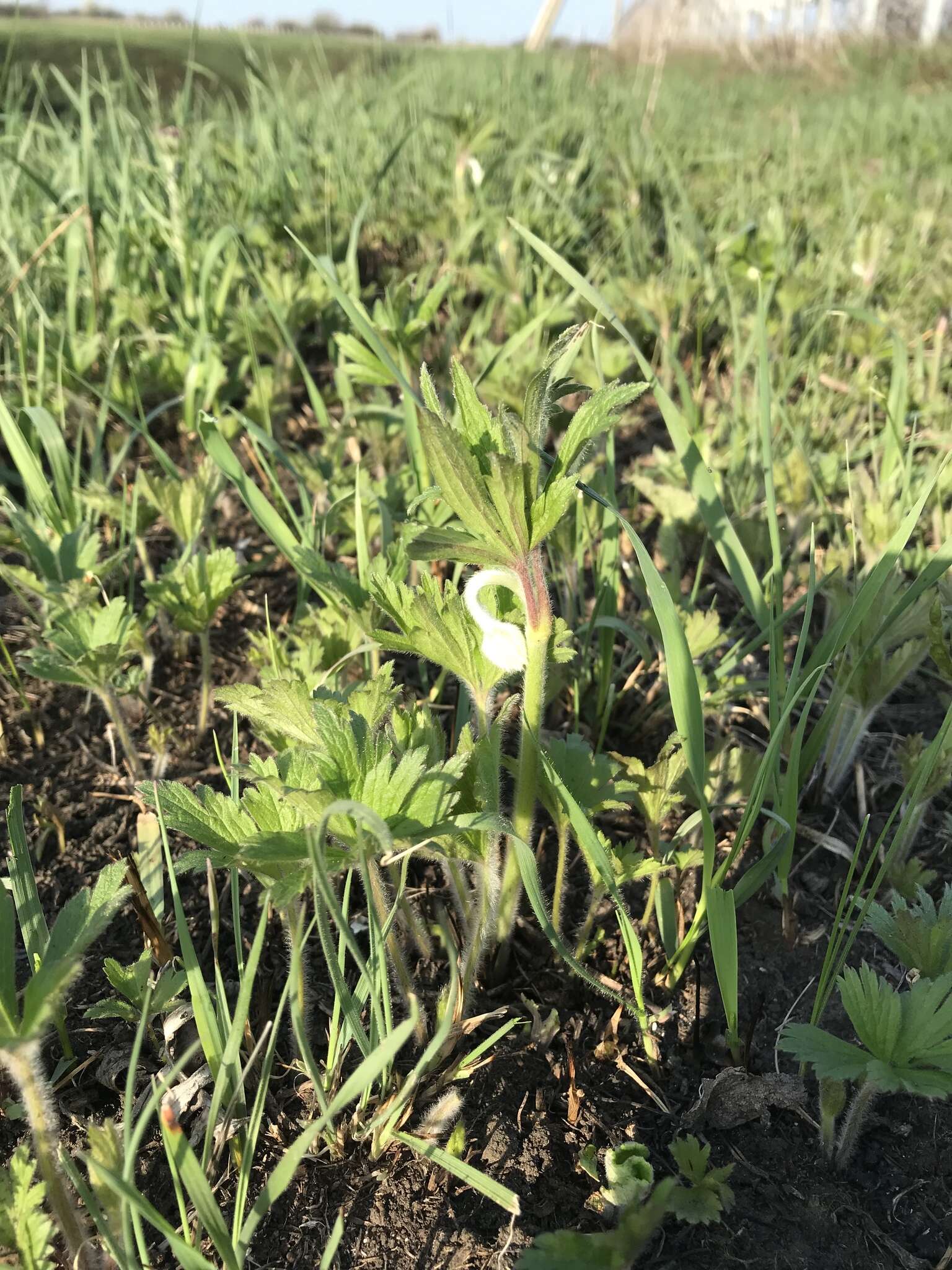 Anemone sylvestris subsp. sylvestris的圖片