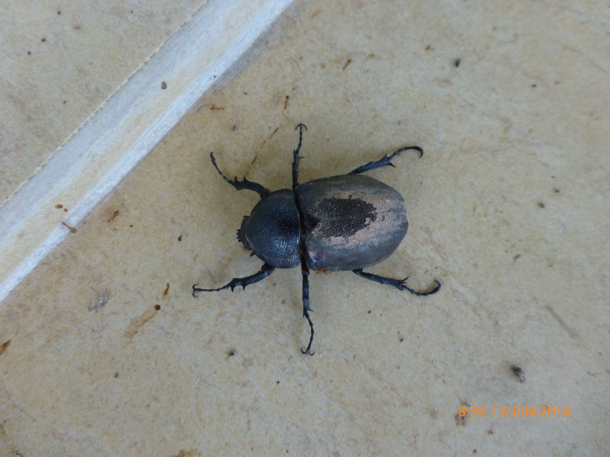 Image of Chalcosoma atlas keyboh Nagai 2004