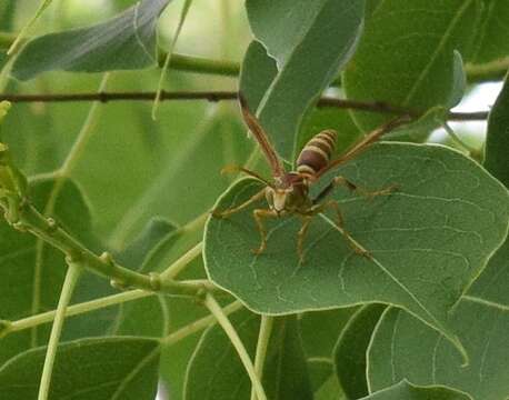 Plancia ëd Polistes exclamans Viereck 1906