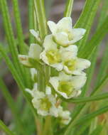 Searsia rosmarinifolia (Vahl) F. A. Barkley的圖片