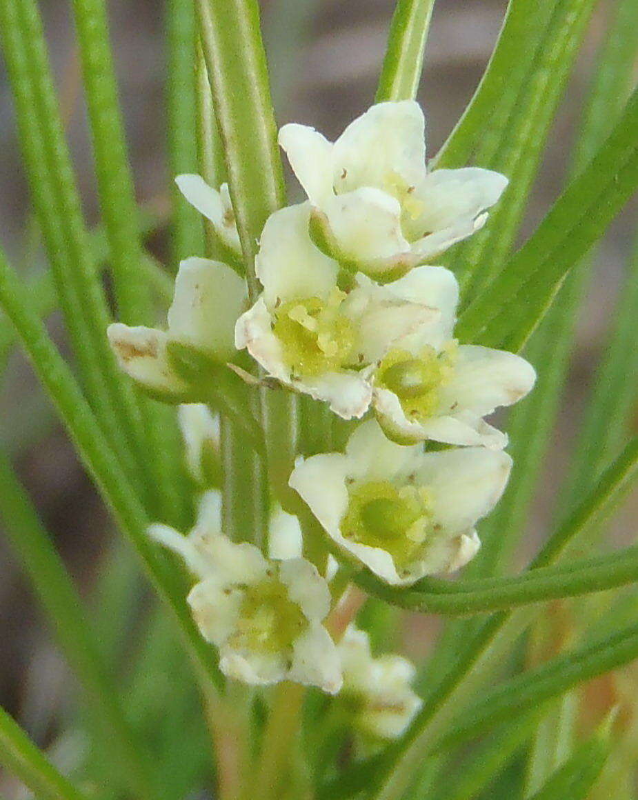 Image of Searsia rosmarinifolia (Vahl) F. A. Barkley