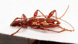 Image of Coptocercus biguttatus (Donovan 1805)