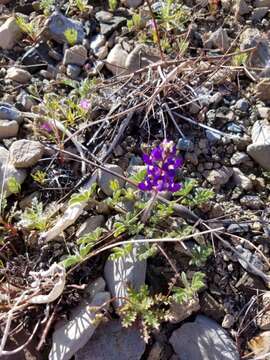 Imagem de Lupinus flavoculatus A. Heller