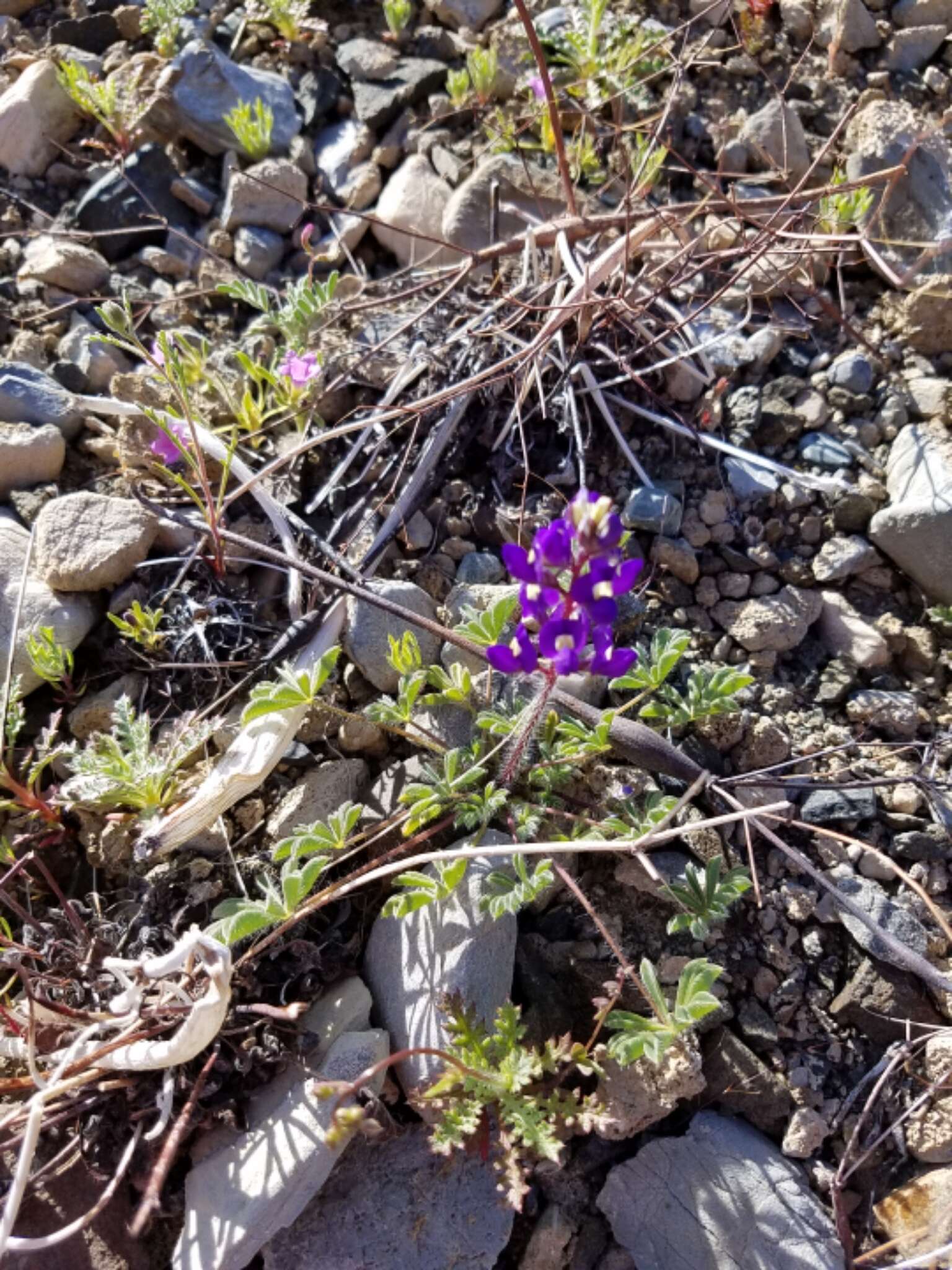 Imagem de Lupinus flavoculatus A. Heller