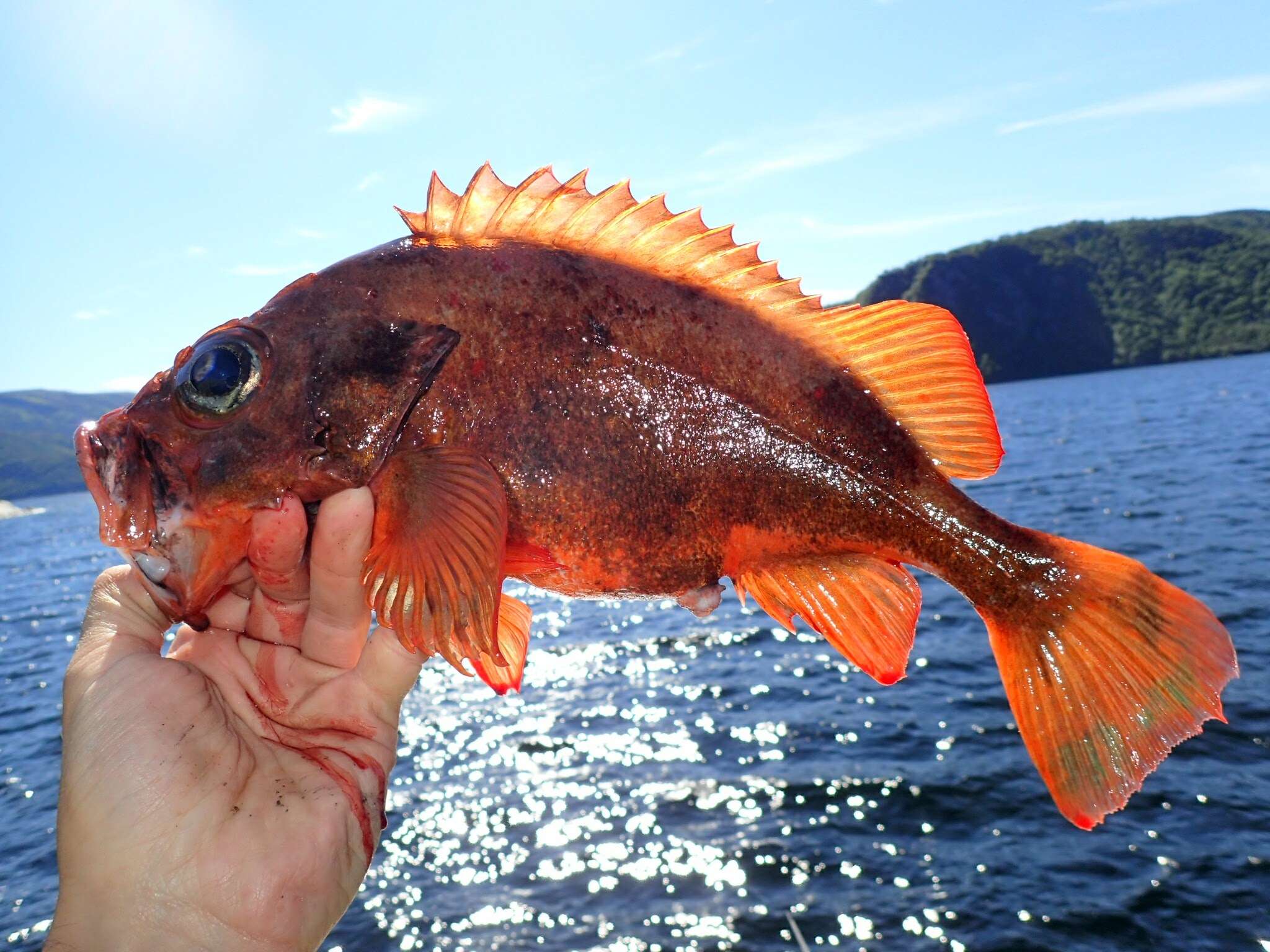 Image of Redfish