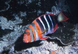 Image of Harlequin Tuskfish