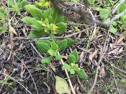 Sivun Tetragonia implexicoma (Miq.) Hook. fil. kuva