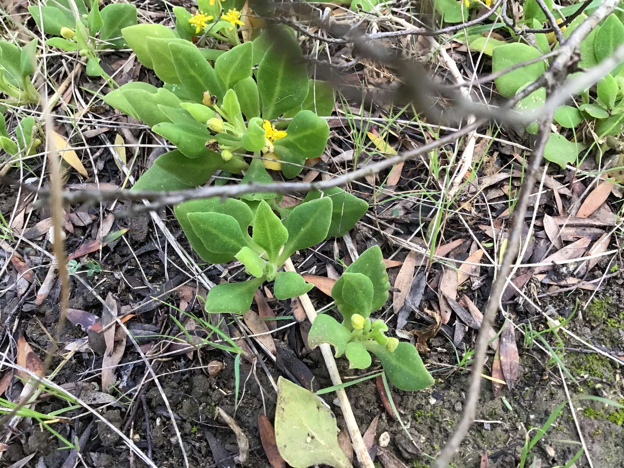 Sivun Tetragonia implexicoma (Miq.) Hook. fil. kuva