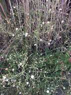 Image of Seaside American-Aster