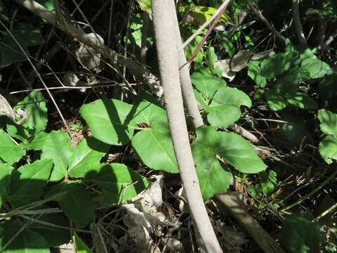 Image of Knowltonia vesicatoria (L. fil.) Sims