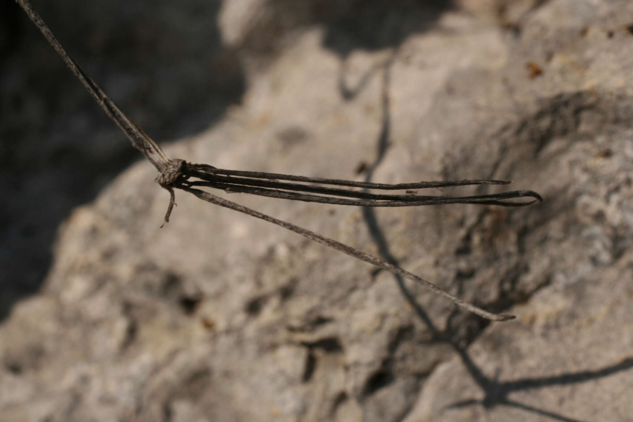 Image of Erodium rodiei (Br.-BI.) Poirion