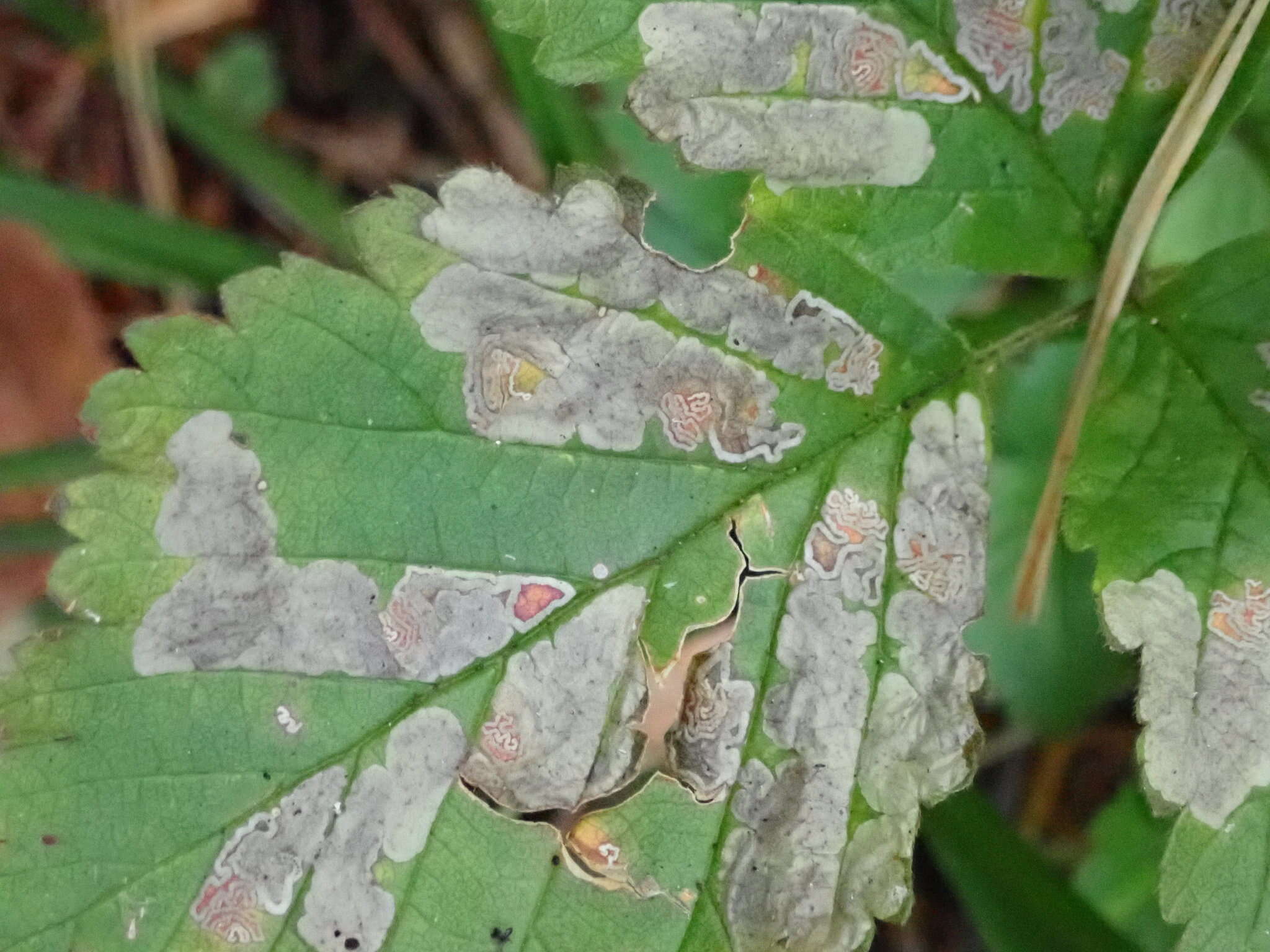 Image of dewberry pigmy