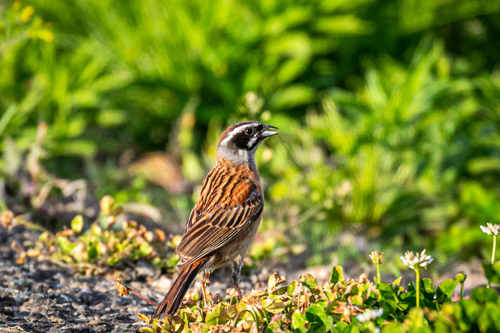 Emberiza cioides ciopsis Bonaparte 1850的圖片