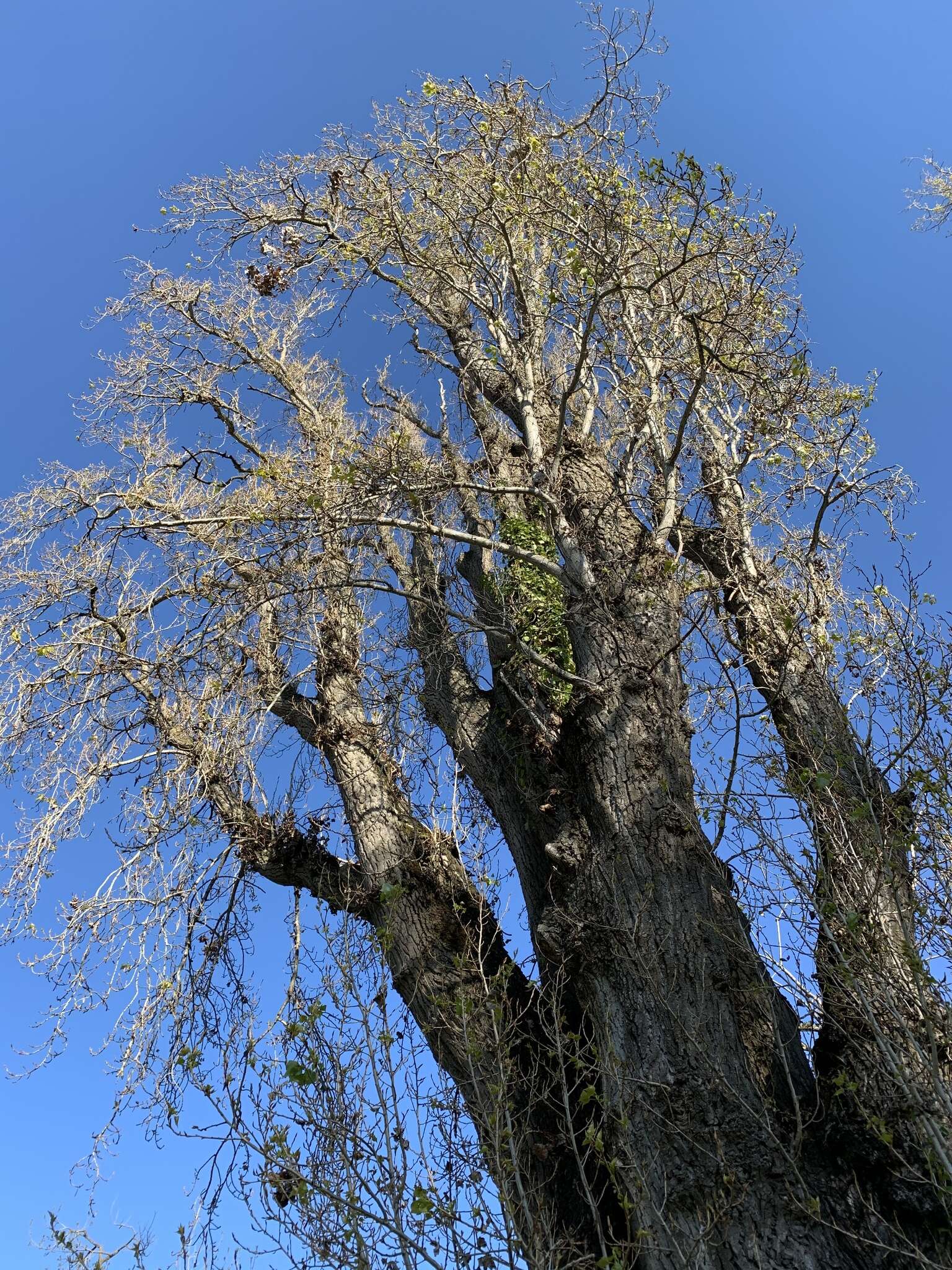 Image of Populus nigra var. italica (Moench.) Koehne