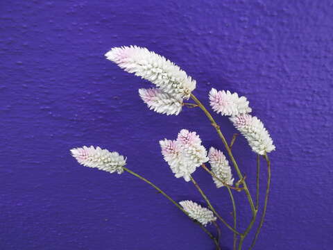 Imagem de Celosia argentea L.