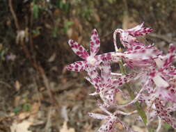 Image of Blotched hyacinth-orchid