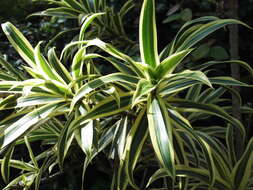 Image of Dracaena reflexa Lam.