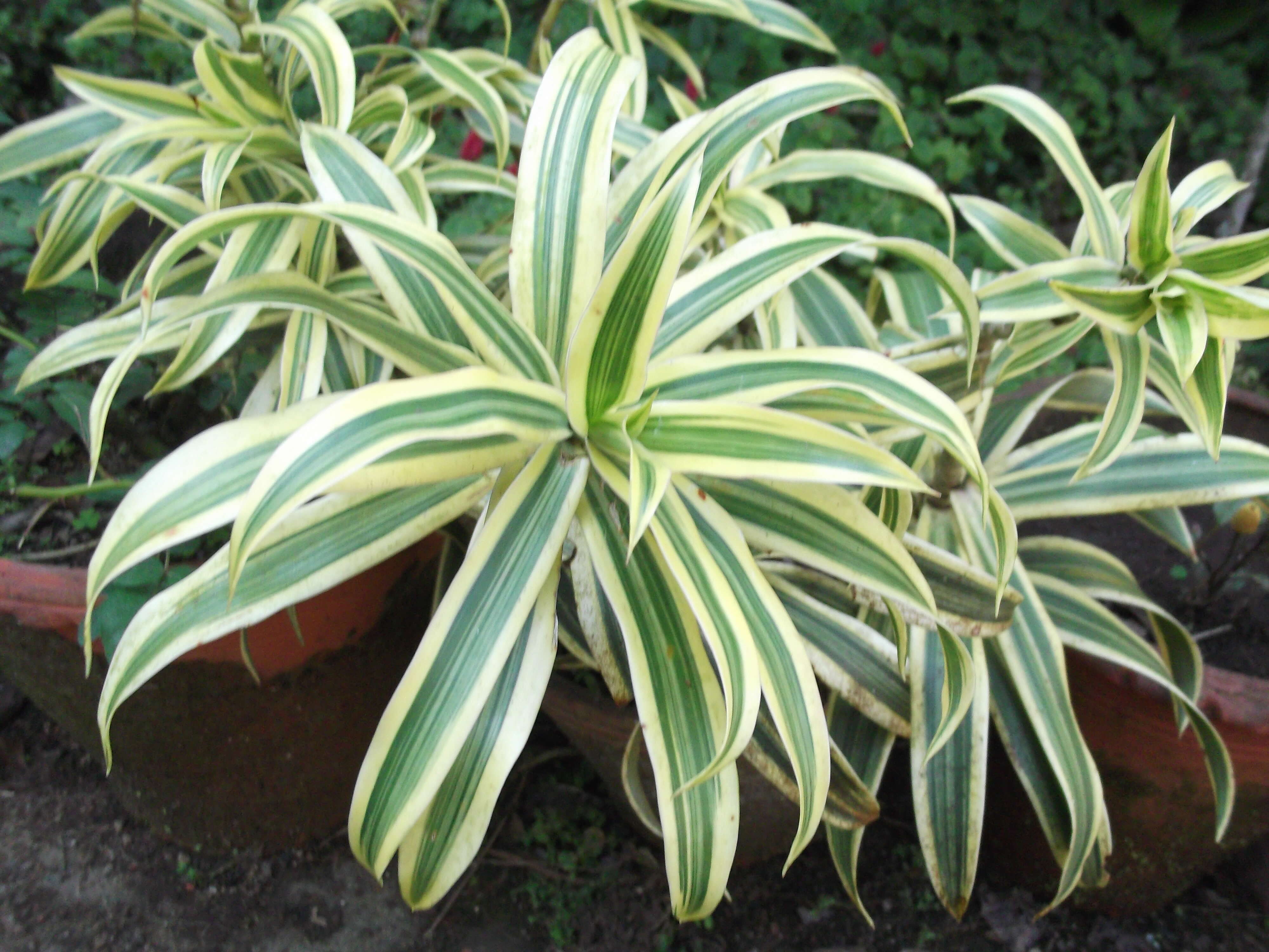 Image of Dracaena reflexa Lam.