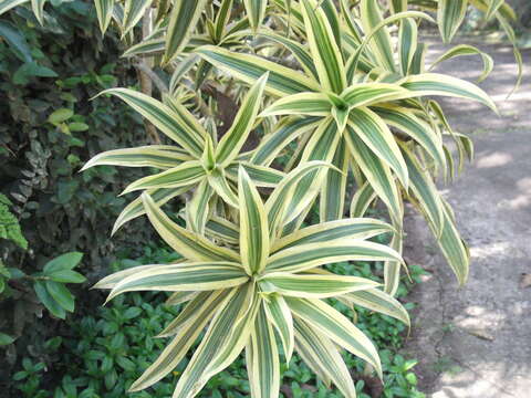 Image of Dracaena reflexa Lam.