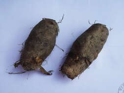 Image of lesser yam