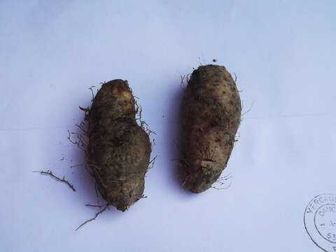 Image of lesser yam