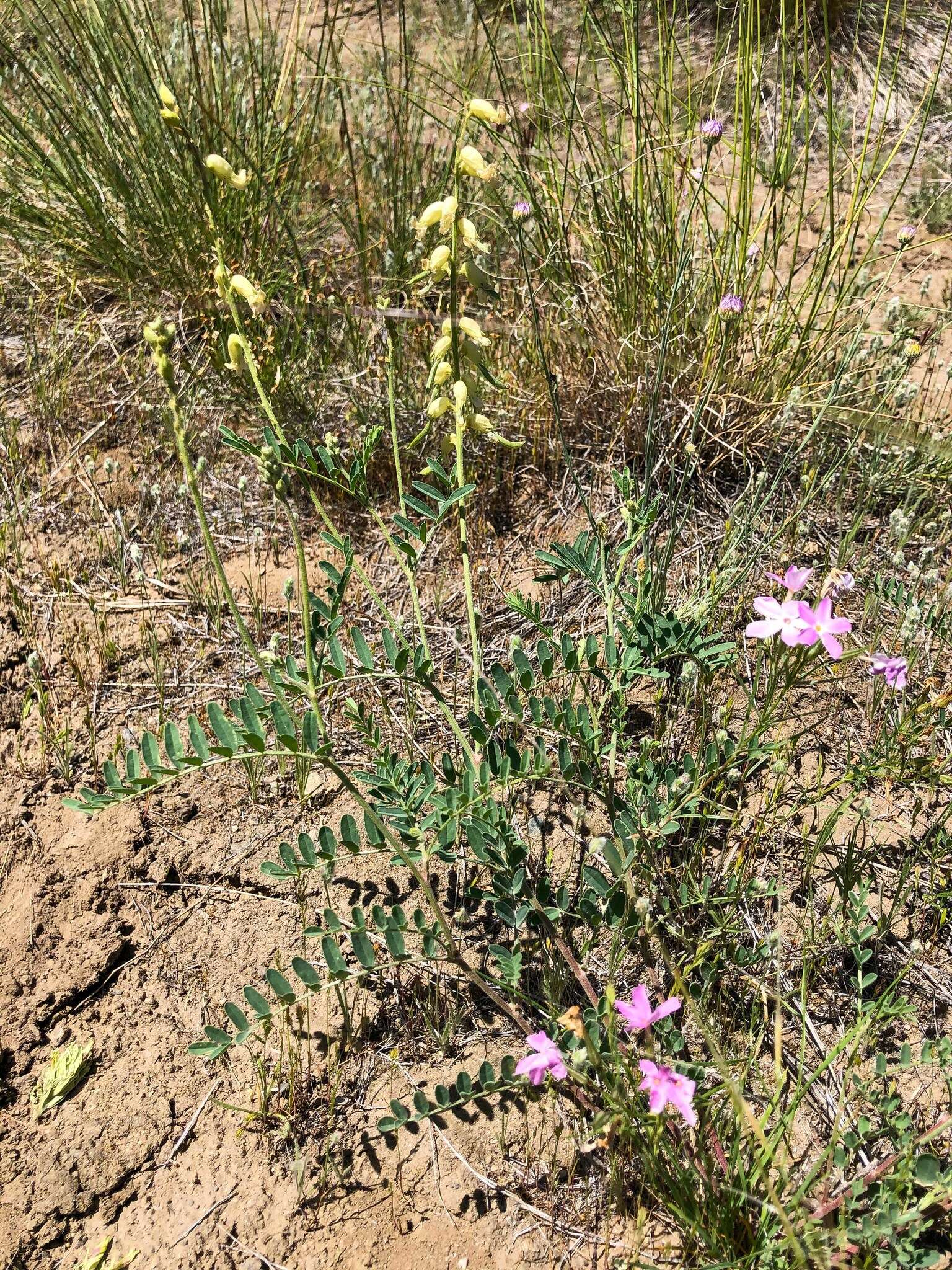 Image of hillside milkvetch