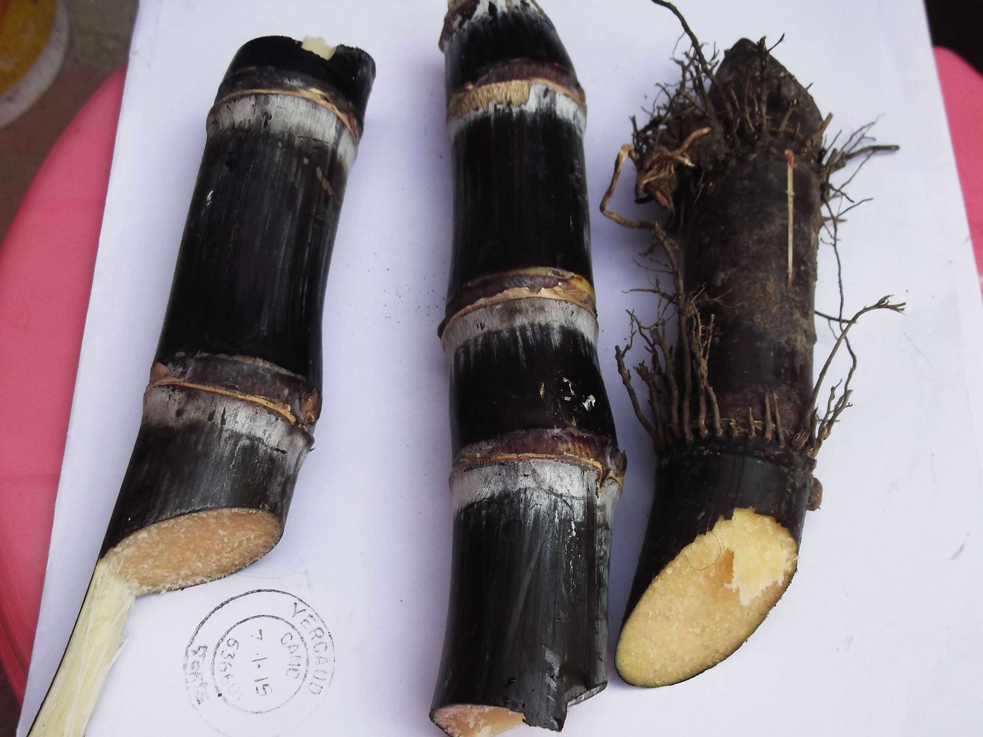 Image of sugarcane