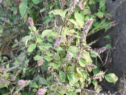 Image of Chaff-flower