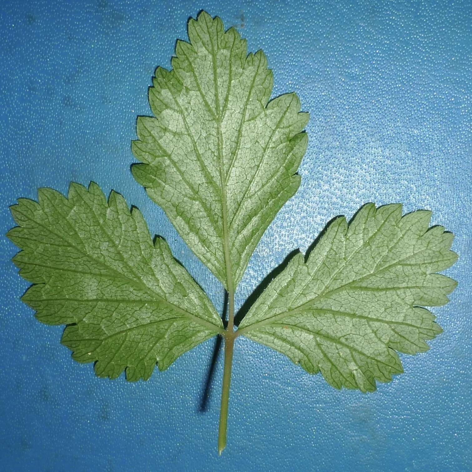 Image de Rubus arcticus subsp. acaulis (Michx.) Focke