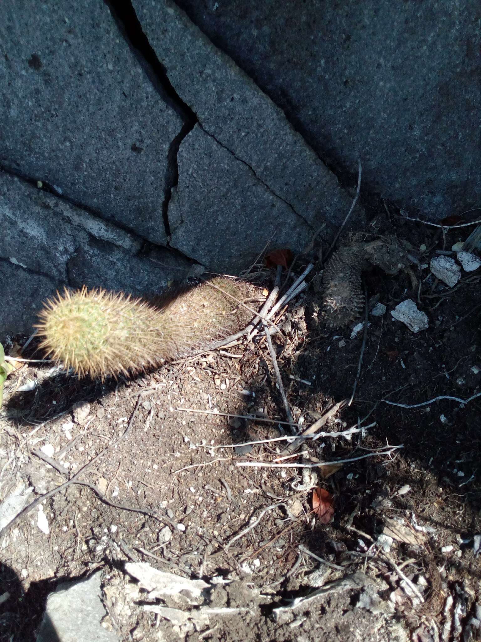 Image of Mammillaria eriacantha Link & Otto ex Pfeiff.