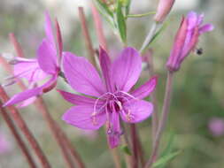 Image of Narrow-Leaf Fireweed