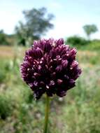 Allium scorodoprasum L.的圖片